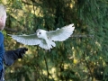 Schleiereule (Tyto alba)