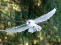 Schleiereule (Tyto alba)