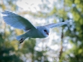 Schleiereule (Tyto alba)