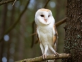 Schleiereule (Tyto alba)