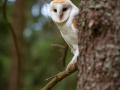 Schleiereule (Tyto alba)