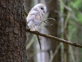 Schleiereule (Tyto alba)