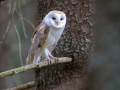 Schleiereule (Tyto alba)