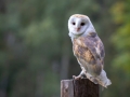 Schleiereule (Tyto alba)