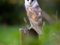 Schleiereule (Tyto alba)