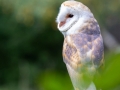 Schleiereule (Tyto alba)