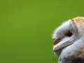 Schleiereule (Tyto alba)