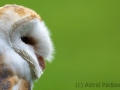 Schleiereule (Tyto alba)