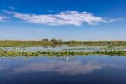 Schwarzhalstaucher (Podiceps nigricollis)