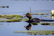 Schwarzhalstaucher (Podiceps nigricollis)