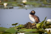 Schwarzhalstaucher (Podiceps nigricollis)