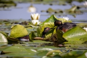 Schwarzhalstaucher (Podiceps nigricollis)