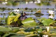 Schwarzhalstaucher (Podiceps nigricollis)