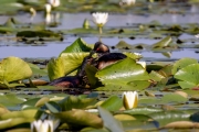 Schwarzhalstaucher (Podiceps nigricollis)