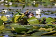 Schwarzhalstaucher (Podiceps nigricollis)