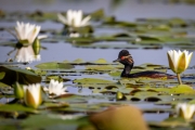 Schwarzhalstaucher (Podiceps nigricollis)