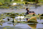 Schwarzhalstaucher (Podiceps nigricollis)