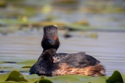 Schwarzhalstaucher (Podiceps nigricollis)