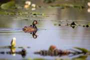 Schwarzhalstaucher (Podiceps nigricollis)
