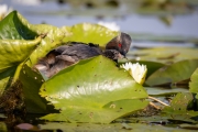 Schwarzhalstaucher (Podiceps nigricollis)