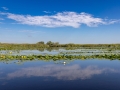 Schwarzhalstaucher (Podiceps nigricollis)