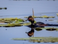 Schwarzhalstaucher (Podiceps nigricollis)
