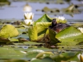 Schwarzhalstaucher (Podiceps nigricollis)