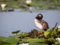Schwarzhalstaucher (Podiceps nigricollis)