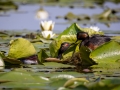 Schwarzhalstaucher (Podiceps nigricollis)