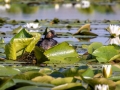 Schwarzhalstaucher (Podiceps nigricollis)