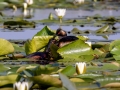Schwarzhalstaucher (Podiceps nigricollis)