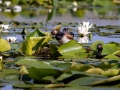 Schwarzhalstaucher (Podiceps nigricollis)