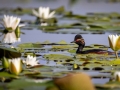 Schwarzhalstaucher (Podiceps nigricollis)