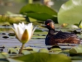 Schwarzhalstaucher (Podiceps nigricollis)