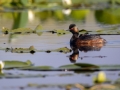 Schwarzhalstaucher (Podiceps nigricollis)