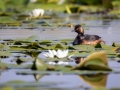 Schwarzhalstaucher (Podiceps nigricollis)