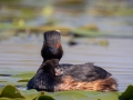 Schwarzhalstaucher (Podiceps nigricollis)