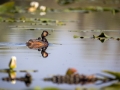 Schwarzhalstaucher (Podiceps nigricollis)