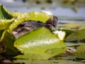 Schwarzhalstaucher (Podiceps nigricollis)