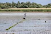 Weißbart-Seeschwalbe (Chlidonias hydrida) mit Nistmaterial