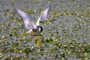 Weißbart-Seeschwalbe (Chlidonias hydrida) mit Nistmaterial
