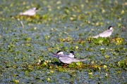 Weißbart-Seeschwalbe (Chlidonias hydrida) mit Nistmaterial