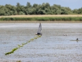 Weißbart-Seeschwalbe (Chlidonias hydrida) mit Nistmaterial