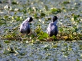 Weißbart-Seeschwalbe (Chlidonias hydrida) mit Nistmaterial