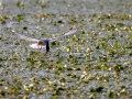 Weißbart-Seeschwalbe (Chlidonias hydrida) mit Nistmaterial