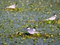 Weißbart-Seeschwalbe (Chlidonias hydrida) mit Nistmaterial