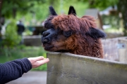 Lama, Tierpark Senftenberg