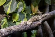 Plattschwanzgecko, Tierpark Senftenberg