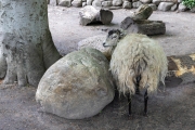 Skudde, Tierpark