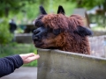 Lama, Tierpark Senftenberg